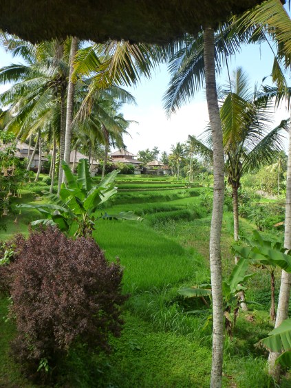 Amandari Villa 15 - Rice Paddy View