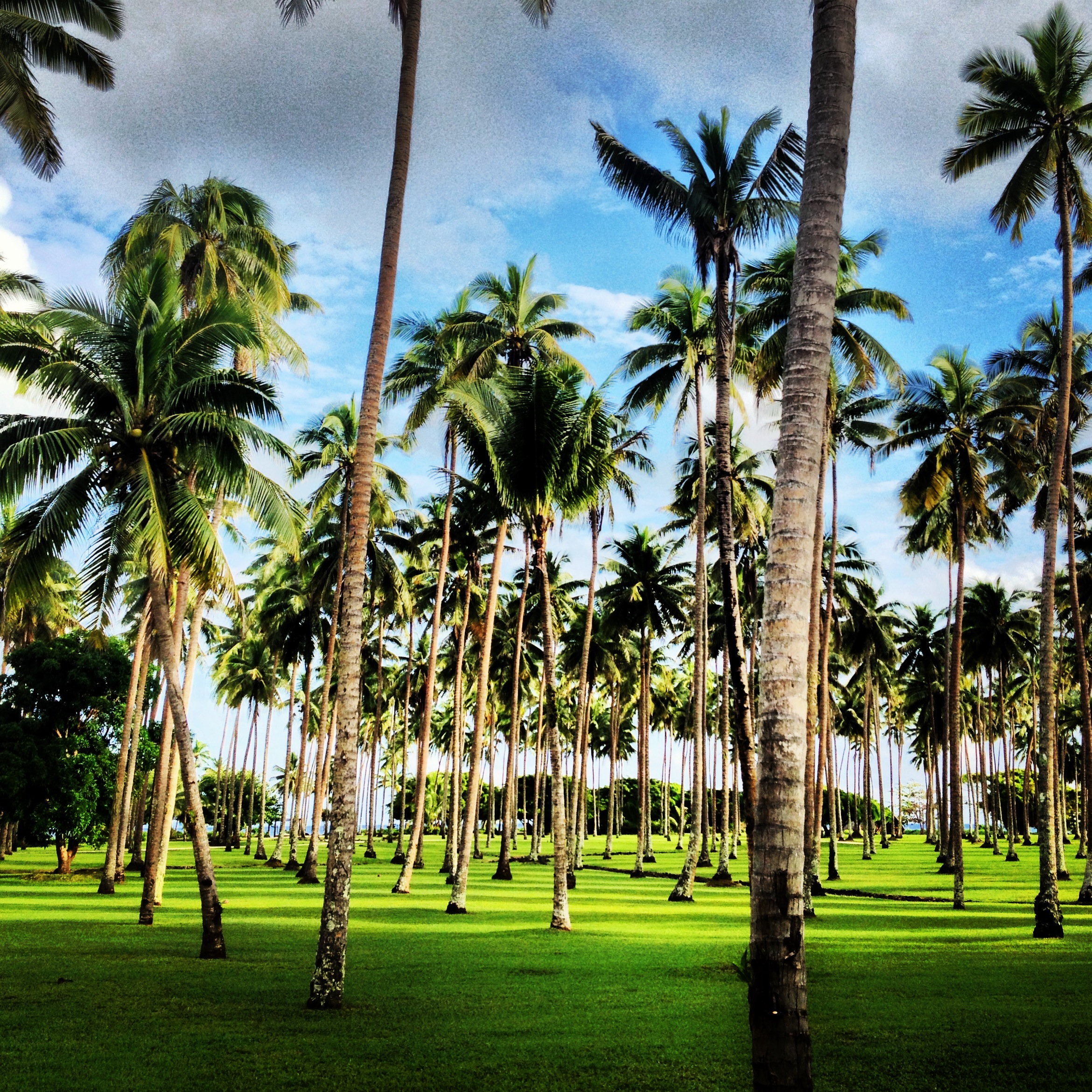 Coconut Grove - Laucala Island